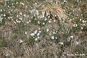 VBS_2574 - Fioritura Narcisi Castelnuovo Nigra 2022 e campi di papaveri rossi